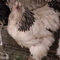 نیمچه لایت