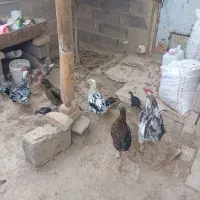 مرغ و جوجه ی گلین