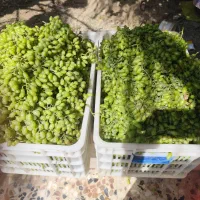 آب غوره خانگی