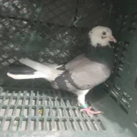 ....