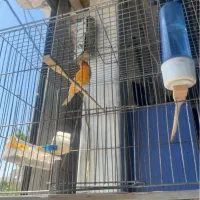 قناری معاوعضعه با سره