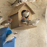 فنچ مولد