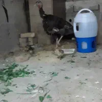 بوقلمون ماده
