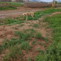 ۲ ساله