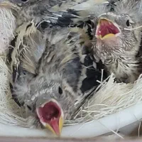 سهره جوجه سریلاکی متولد قفس پلاک پا