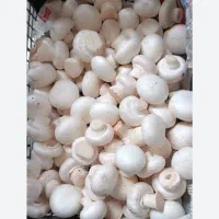 قارچ سوپر لوکس درجه ۱