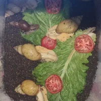 مولد و پیش مولد