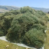 یونجه|لوازم جانبی حیوانات|بهبهان, |دیوار