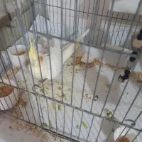 جفت عروس هلندی سیامون نر و لوتینو