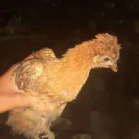 جوجه