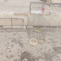 قفس پرنده