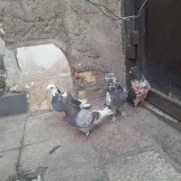 کفتر پرشی
