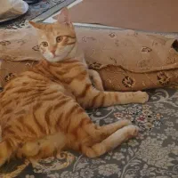 گربه خانگی