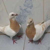 نروماده یاهوزرد