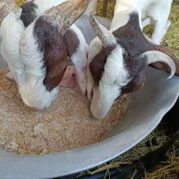 بز گلابی