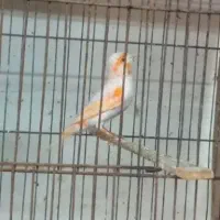 سه عدد جوجه قناری مزاییکی بشرط نر بی نظیر
