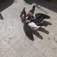 اردک اسرائیلی موسکویی