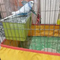 مرغ عشق اسپانگل