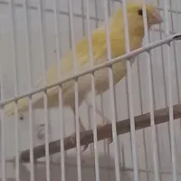 قناری ماده