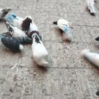 کفتر|پرنده|تبریز, |دیوار