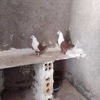 کفتر کلاغ کربلایی، اوغون،دم چتری