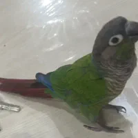 گمشده