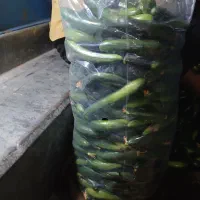 خیار محلی پاییزه