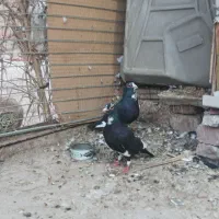 نرماده سیا پلنگ
