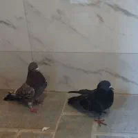 دوتا تهرانی زاغ کو و کرز بشرط همه چیز نشان شده