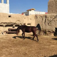 مادیون عرب
