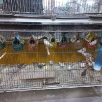 فروش فنج مولد