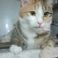 واگذاری گربه
