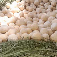 کشک سرحدی|خوردنی و آشامیدنی|سر آسیاب یوسفی, |دیوار