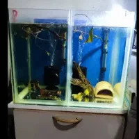 ۳ جفت  کت پوزه بوته ای سوپر باله .. به شرط تخم