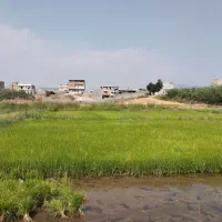 بذرشالی فجر سوزنی ۹۰ روزه
