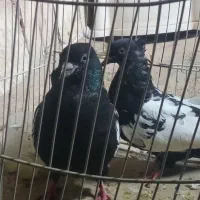 کبوتر