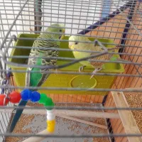 مرغ عشق