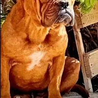 امریکن بولی پاکت نر فوق حرفه ای