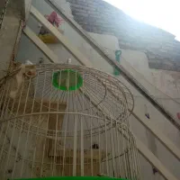 سهره قناری کرمونی خاکی