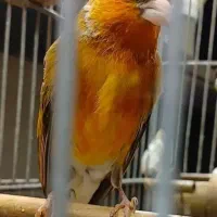 سهره قناری دهن لر