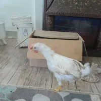 جوجه خروس سرحال