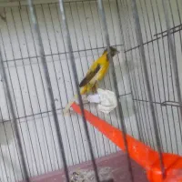 قناری سالار