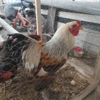 یک عدد خروس برهما فوق‌العاده زیبا