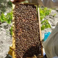 زنبور عسل - کندو
