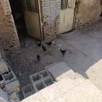 مرغ و خروس محلی