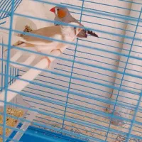 فنچ