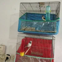 دوعدد قناری نر و ماده ریز خونی میکنن جفت