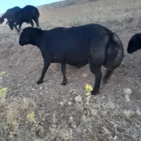 قوچ قرقزل خوب