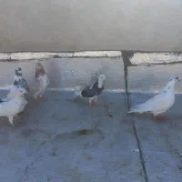 کفتر شازده سبز غریب گیری