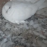 سفید بدون حرف